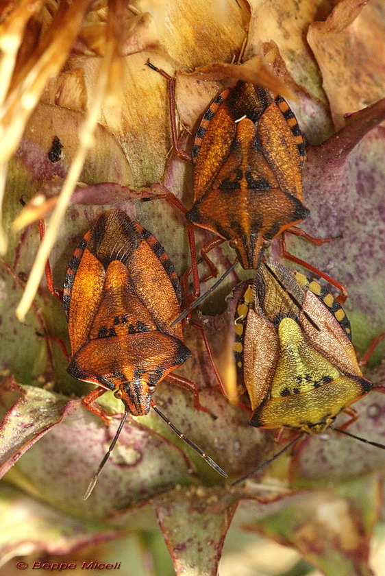 Carpocoris mediterraneus